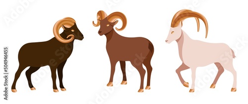 Set of decoration ram or sheep for design postcard and festival invitation. Collection of goats for muslim festival Eid Al Adha. Farm animal with golden horns in different colors. Vector illustration