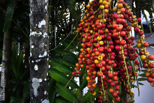 Bright orange Alexander palm fruit hanging from the palm photo