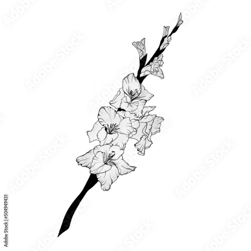 detailed sketch of a gladiolus flower. Hand-drawn. design greeting card and i...