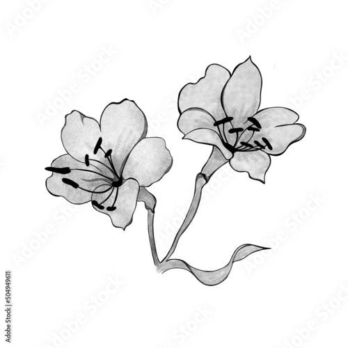 detailed sketch of a bouquet of alstroemeria flowers. Hand-drawn. design gree...