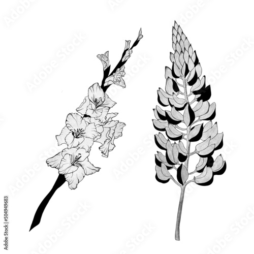 detailed sketch of a gladiolus flower and a lupine flower. Hand-drawn. design...