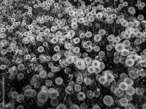 Dandelion Meadow