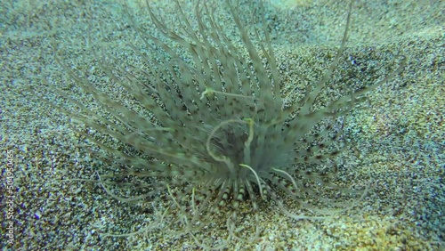 Cylinder anemone or coloured tube anemone (Cerianthus membranaceus) whose tentacles sway in time with the waves, close-up. photo