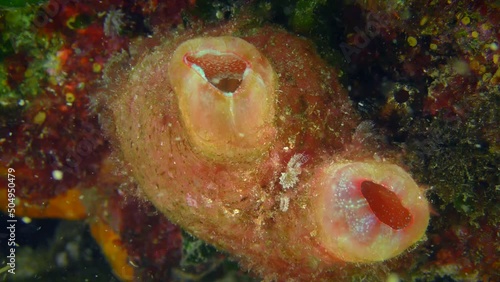Giant pink ascidian or Red throated ascidian (Herdmania momus) opens siphons to filter seawater rich in plankton. photo