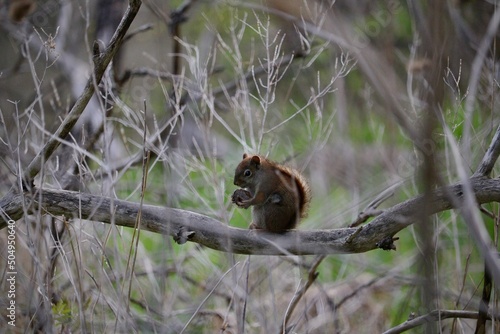 Red squirrel eating walnut photo