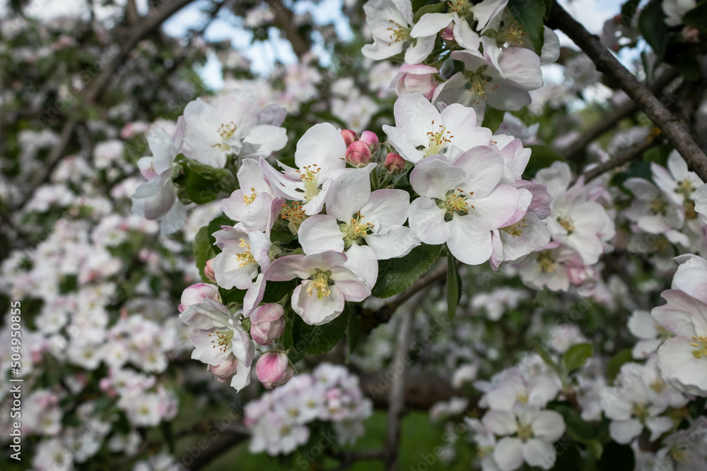 Apple blossom, branch with flowers, spring blossom. Sunny day, blurred background.