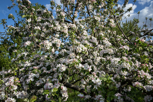 Apple blossom, branch with flowers, spring blossom. Sunny day, blurred background.