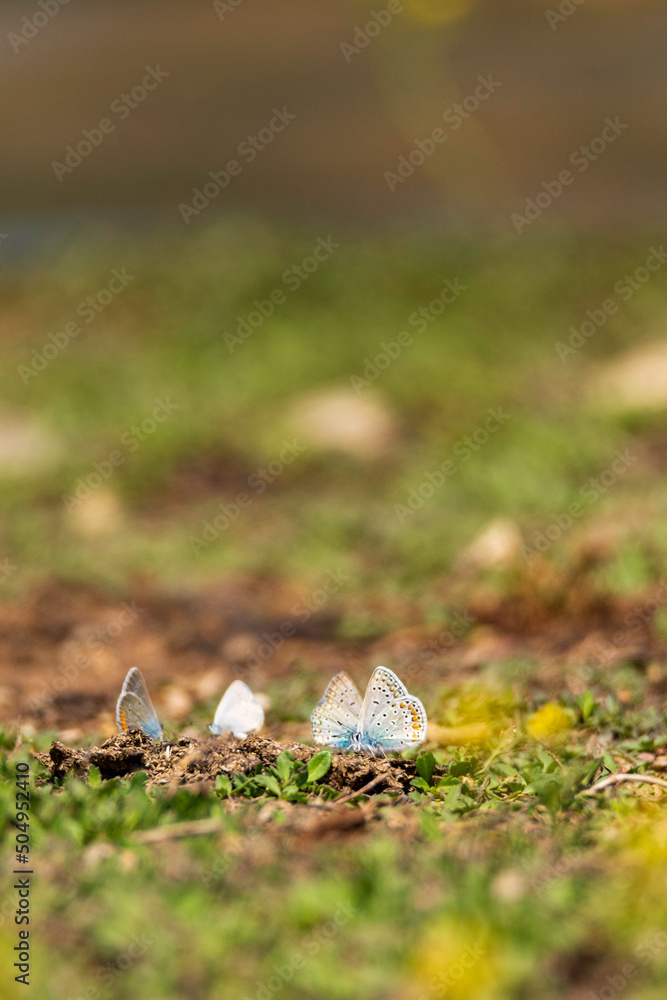 butterfly in the grass butterfly in the grass