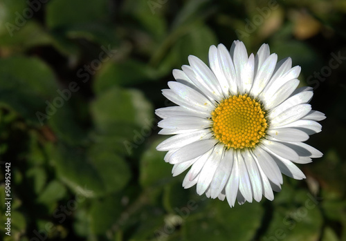 A close-up of a common daisy. 