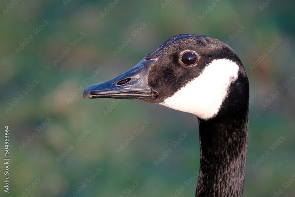 A close-up profile shot of a Canada goose. A close-up profile shot of a Canada goose.