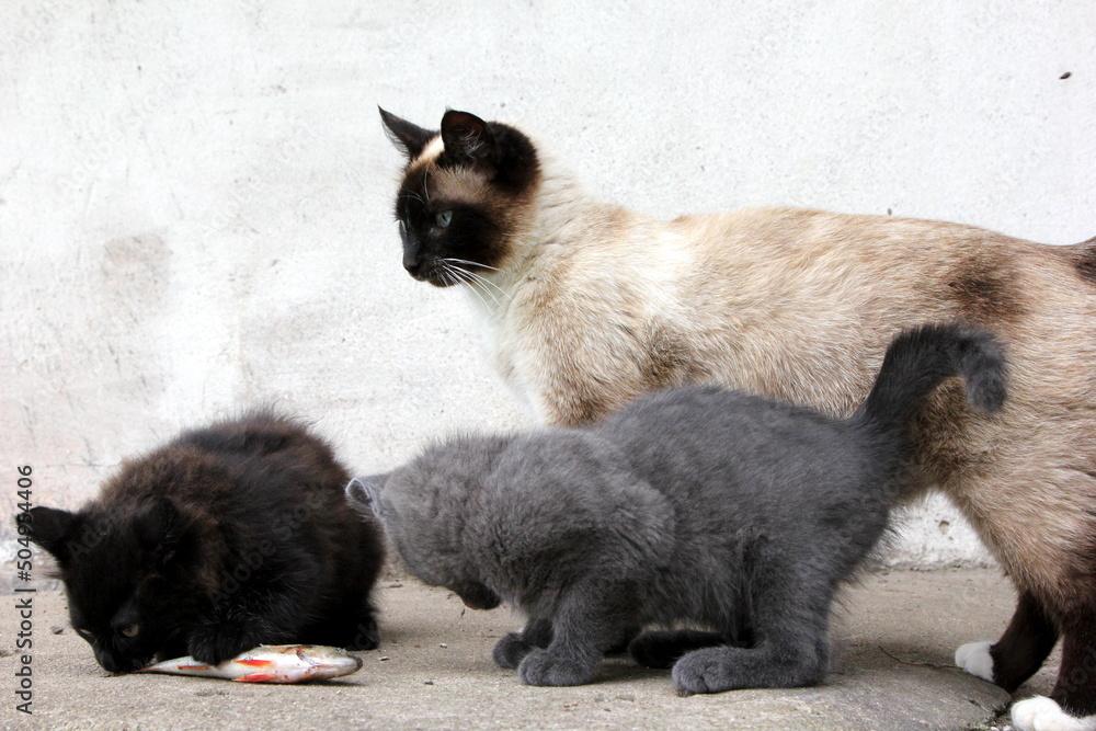 Siamese cat mom with Little gray kitten and black kitten playing with fish on the farm Siamese cat mom with Little gray kitten and black kitten playing with fish on the farm