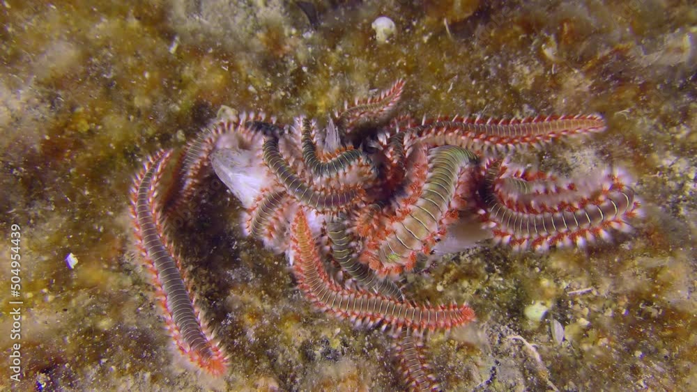 Undersea scene: The new and new Bearded fireworms (Hermodice ...