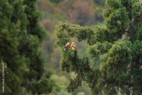 bird in the forest - Falco tinnunculus