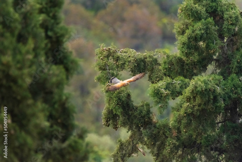 bird in the forest - Falco tinnunculus