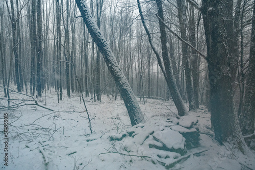 Snowfall in the clearings of the forest in the mountains of upstate New York. photo