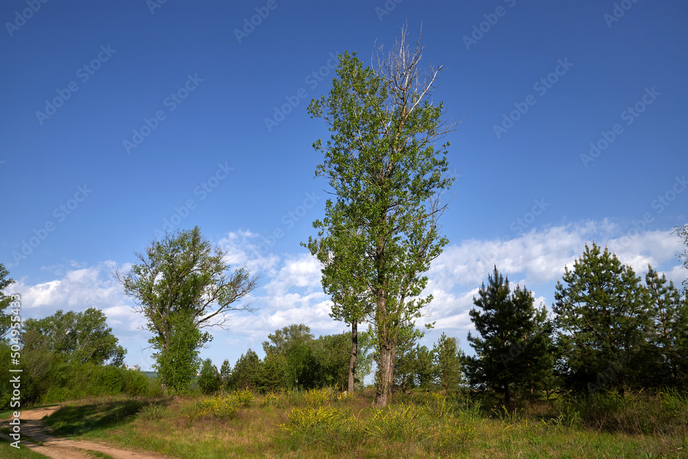 Sunny summer scene. Countryside landscape.Green field and growing poplars. Russian landscape.