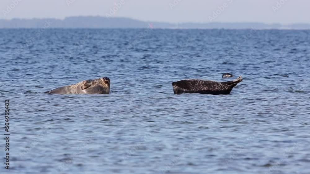 Ringed seals (Pusa hispida) lie on underwater rocks in Baltic Sea, Estonia. Ringed seals (Pusa hispida) lie on underwater rocks in Baltic Sea, Estonia.