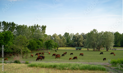 Cows and bulls grazing on meadow , forest and blue sky in the back 