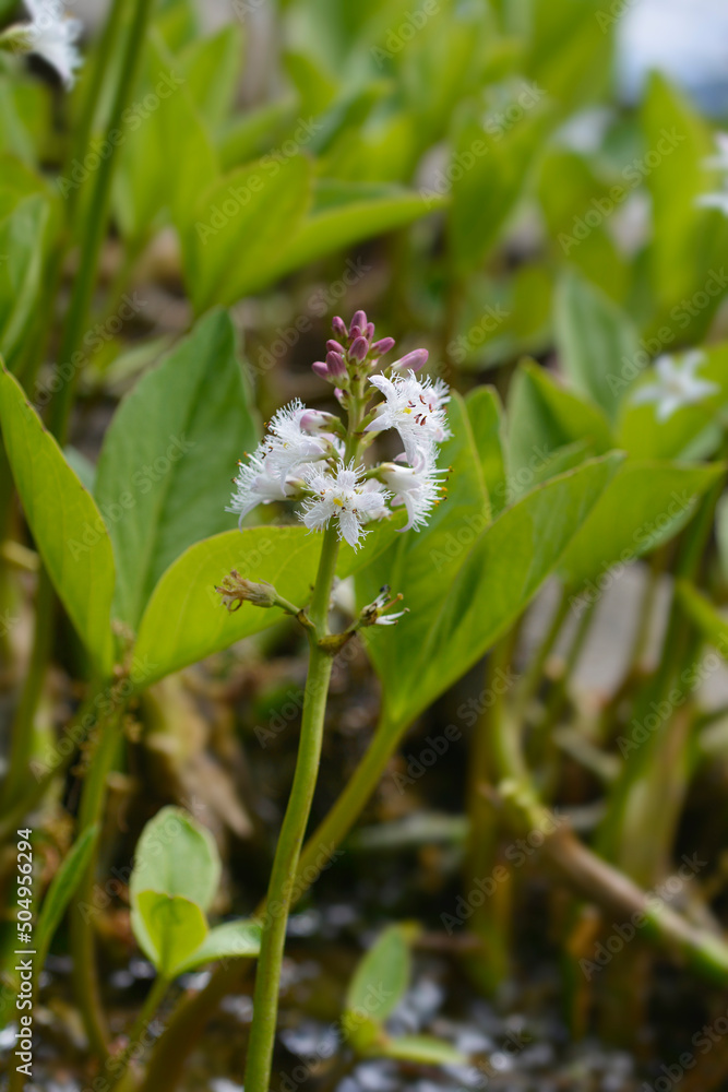 Common bogbean