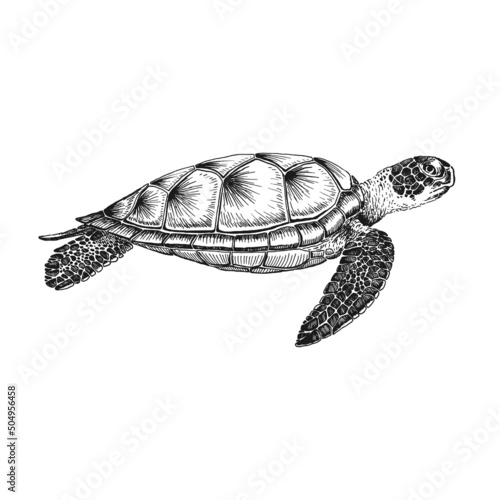 Sea turtle. Hand drawn illustration converted to vector. Vector with animal underwater.