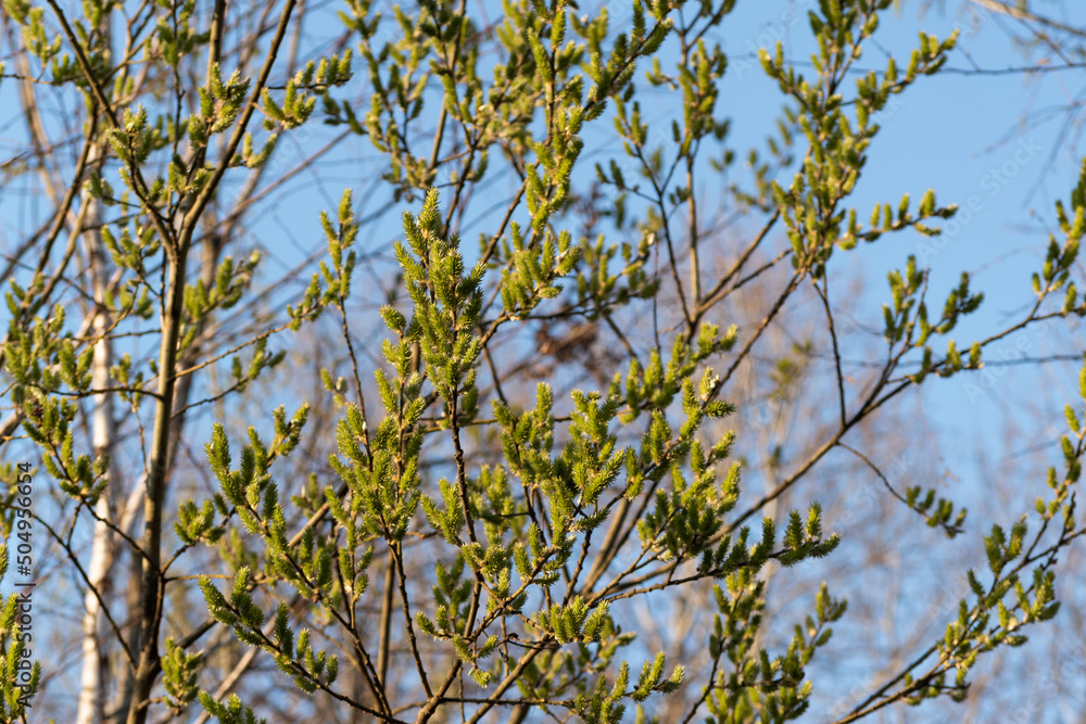 European aspen branch with catkins, tree with green female catkin with seed in spring European aspen branch with catkins, tree with green female catkin with seed in spring