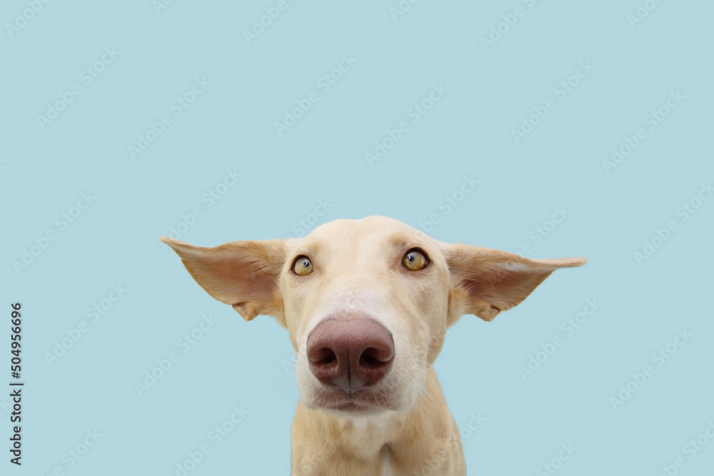 Puppy dog with sad and afraid expression face and ears flattening. Isolated on blue pastel background Puppy dog with sad and afraid expression face and ears flattening. Isolated on blue pastel background