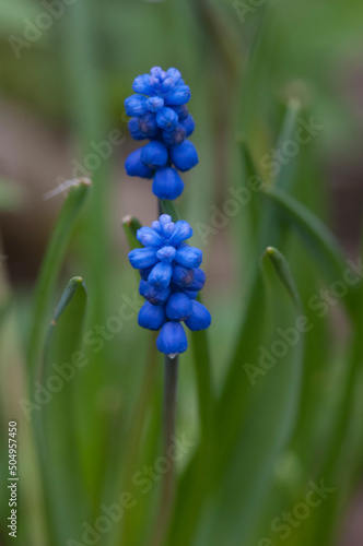 Flowering Mouse Hyacinth