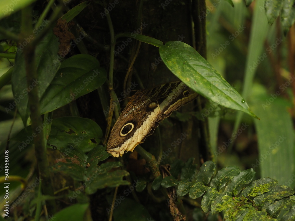 wild butterfly in the jungle in costa rica wild butterfly in the jungle in costa rica
