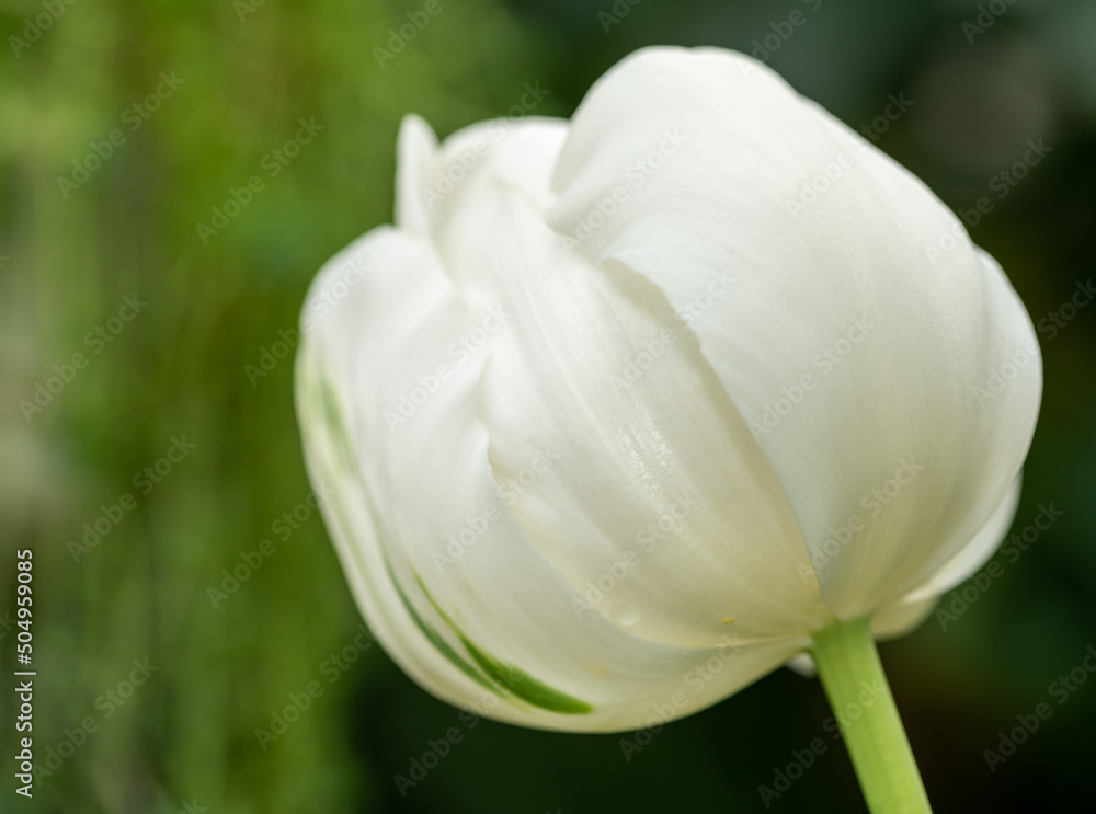 Obraz premium white tulip flower