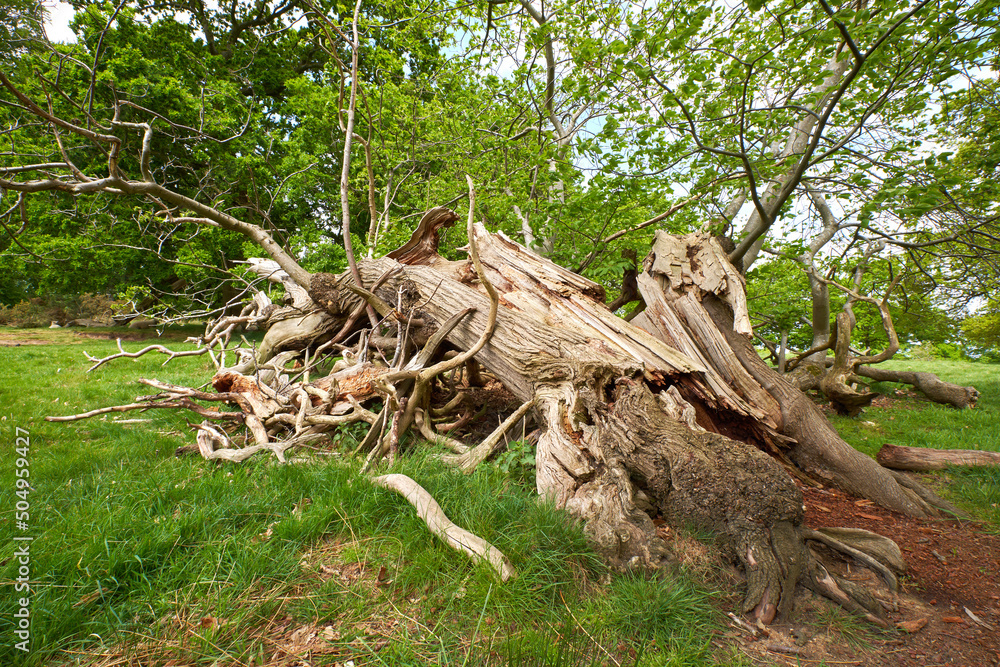 Remains of a big fallen tree Remains of a big fallen tree