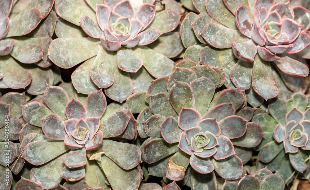 Obraz premium close up of a green succulent