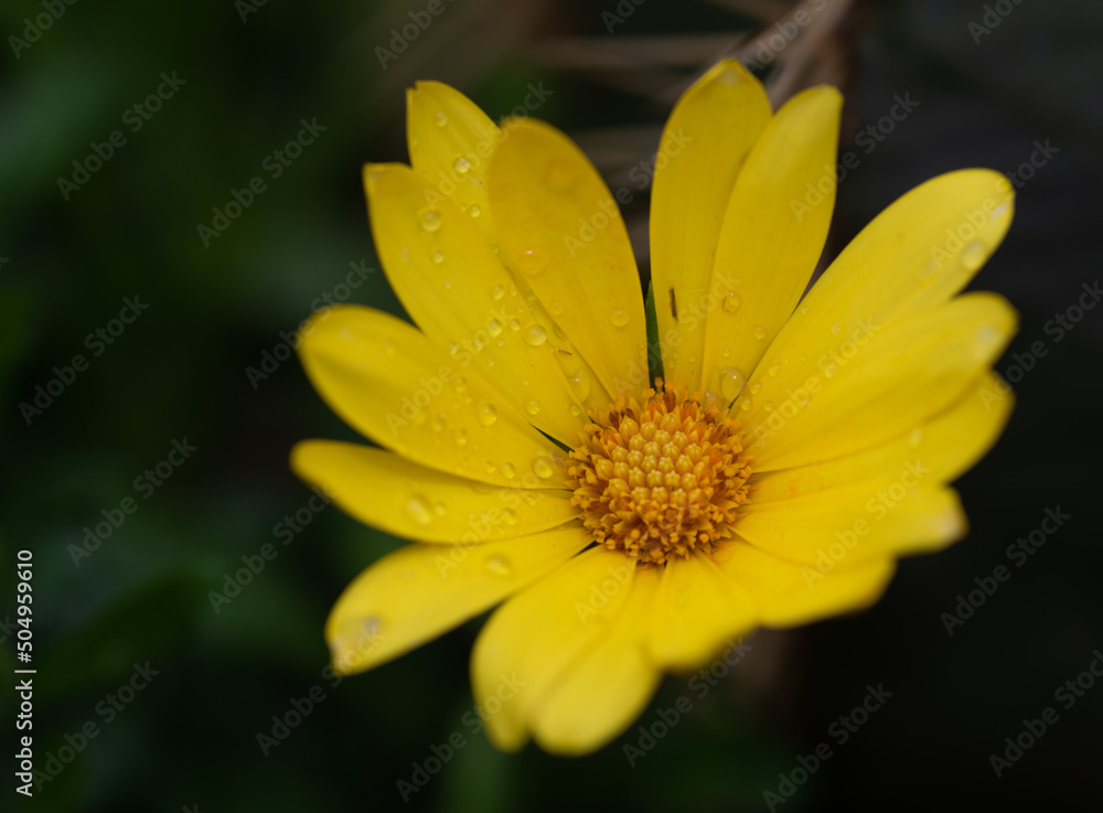 Yellow daisy in the garden at the park Yellow daisy in the garden at the park