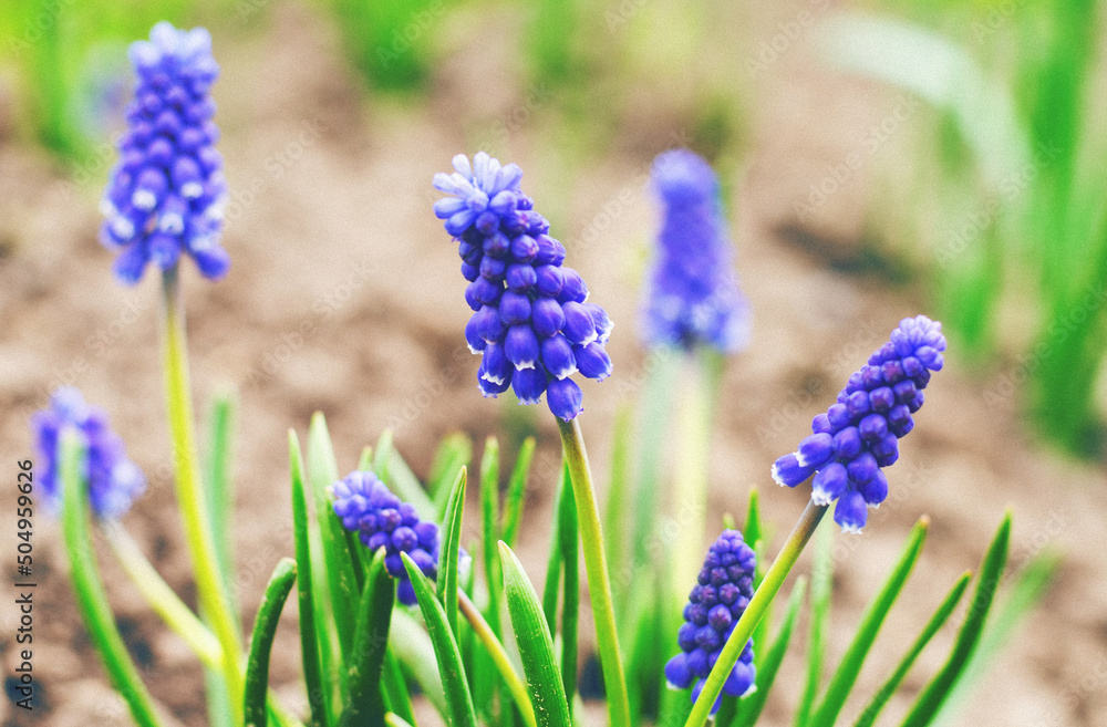 Tender blue muscari flowers. Blue muscari flowers at their summer cottage Tender blue muscari flowers. Blue muscari flowers at their summer cottage