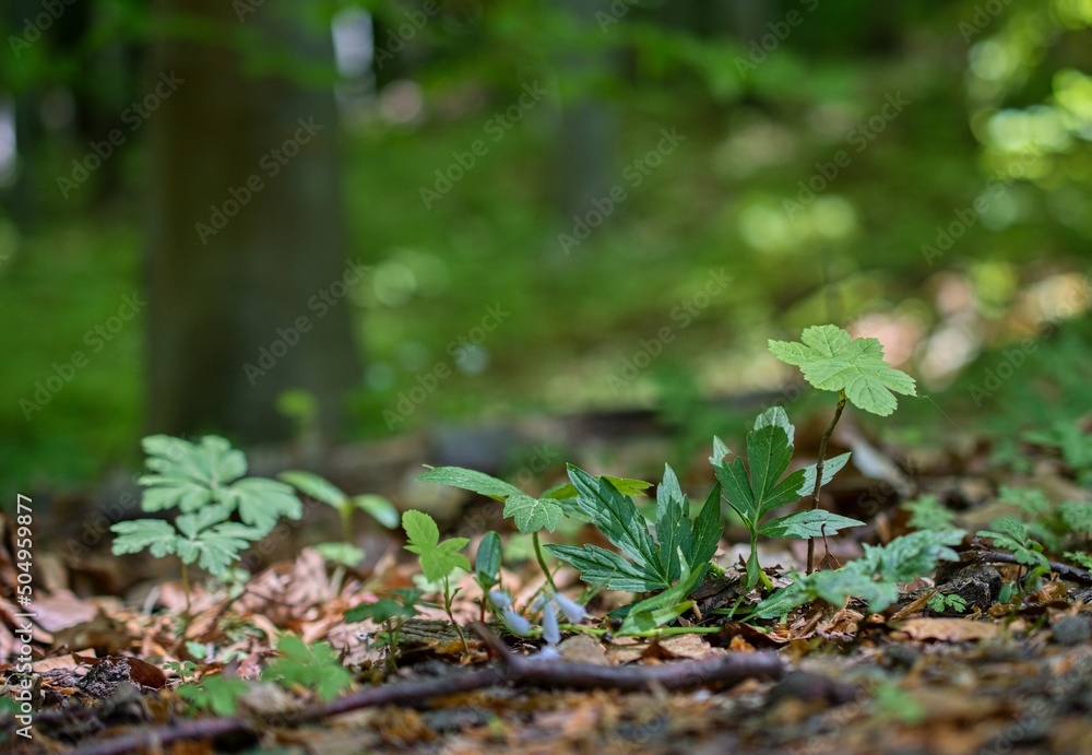 Obraz premium moss on the ground