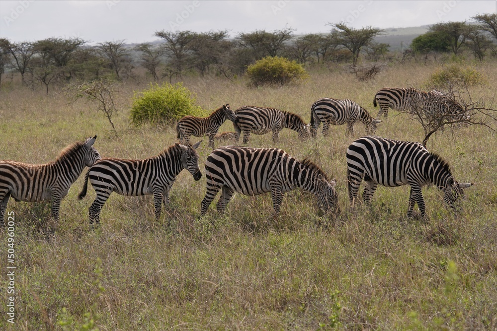Obraz premium A group of zebras in a green background