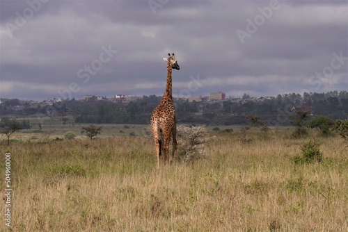 Giraffe in the safari with skyline in the background