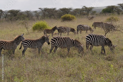 A group of zebras in a green background