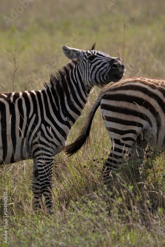zebra in the wild © Rocio