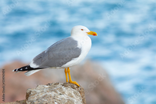Gaviota patiamarilla​ (Larus michahellis) posada en una roca frente al Mar Mediterráneo en un atardecer de primavera
