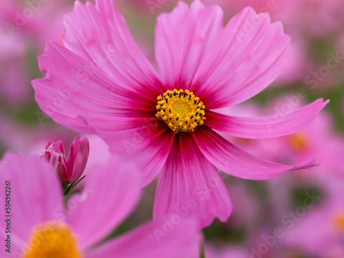 pink cosmos flowers in the garden