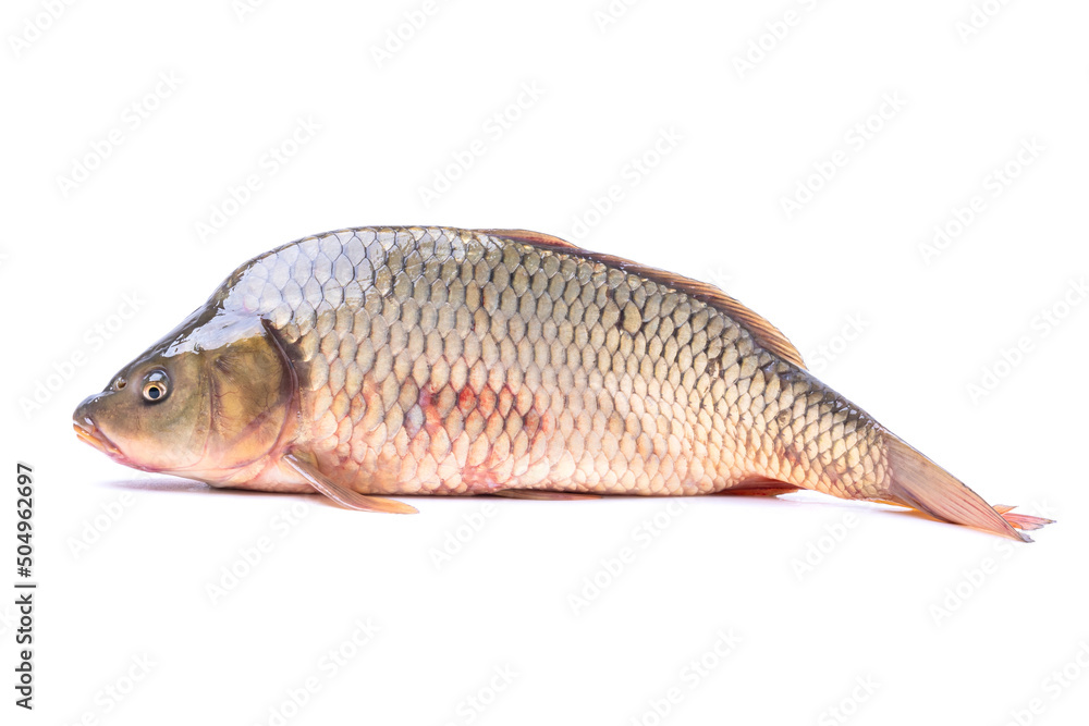 fish carp isolate on a white background fish carp isolate on a white background