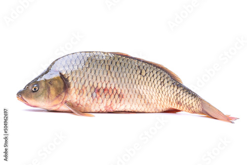 fish carp isolate on a white background