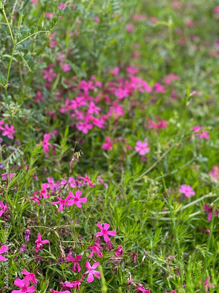 pink flowers