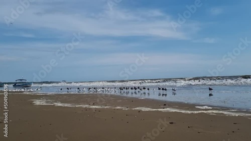 Pequeñas aves se alimentan de moluscos en Paradisiaca playa en Pedasí Panamá. photo