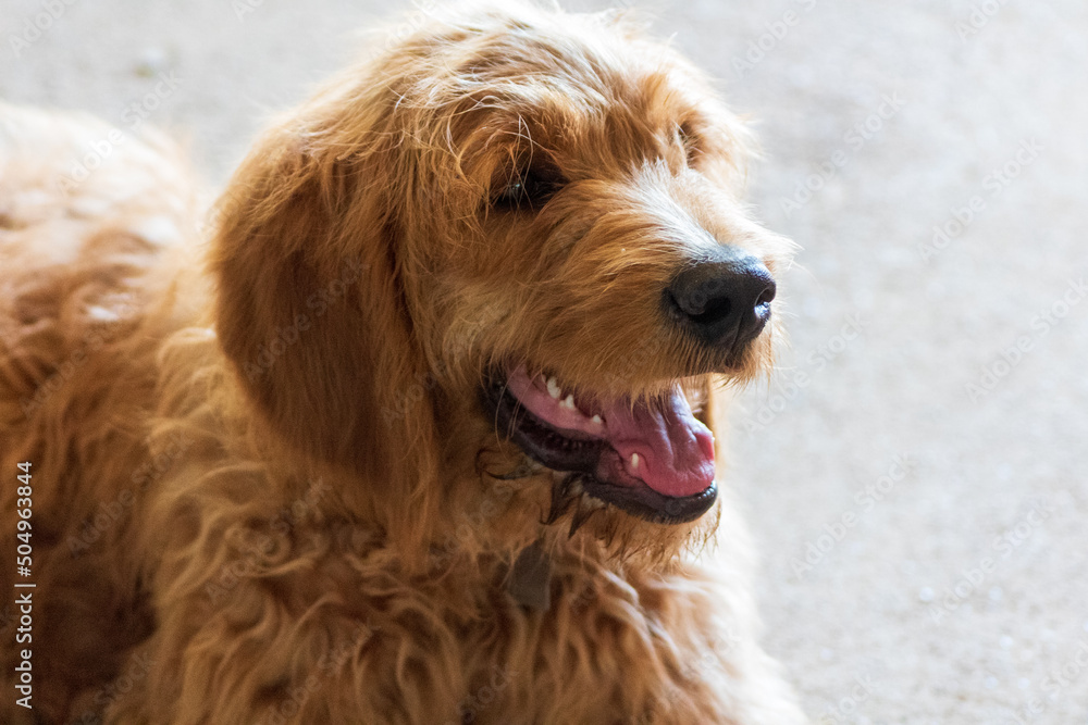 portrait of a dog