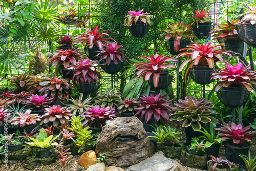 Multicolored bromeliad, colorful bromeliad leaves, Tropical plants in green house for garden decoration. Colorful Neoregelia plant for home decoration. Beautiful Neoregelia bromeliad plants in park. photo