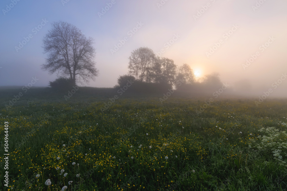 Obraz premium Sunrise on the meadow full of flowers