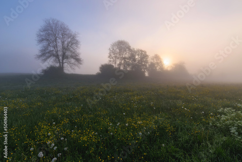 Sunrise on the meadow full of flowers