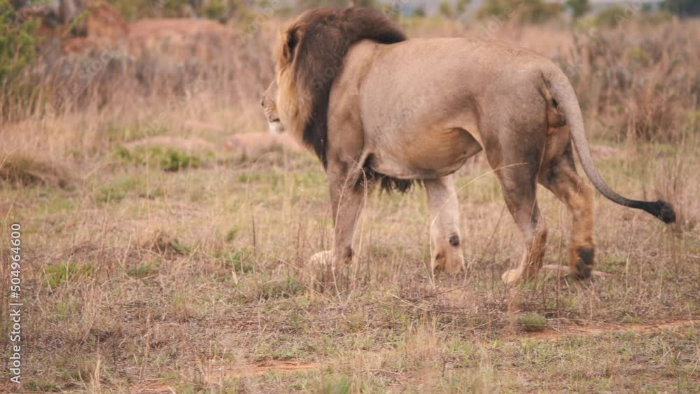 Male lion with dark mane striding proudly in african savannah. Male lion with dark mane striding proudly in african savannah.