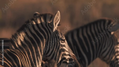 Head of plains zebra watching sunset with other zebras, close up.